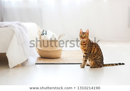 Stok fotoğraf: Bengal Cat On A Blanket With Green Eyes