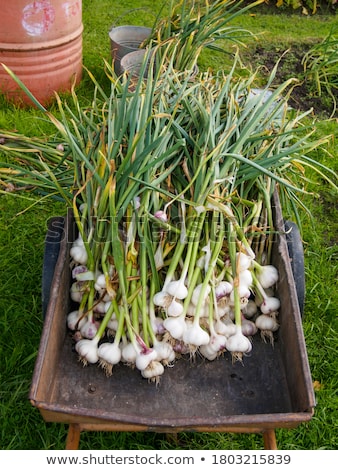 Сток-фото: Bio Garlic From Garden