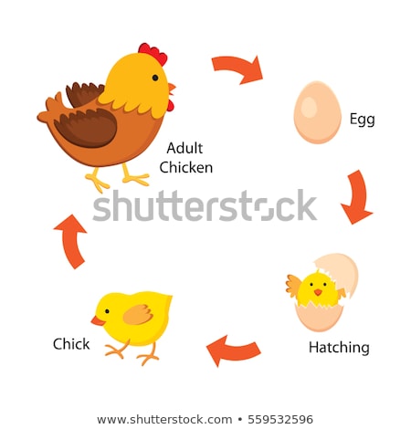 Stockfoto: Newborn Cartoon Hen Chicken Rooster Hatched From Egg