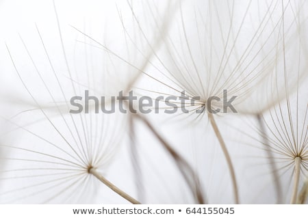 Stock fotó: Dandelion Seed Head