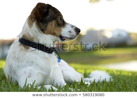 Stock photo: An Adorable Mixed Breed Dog And A German Shepherd