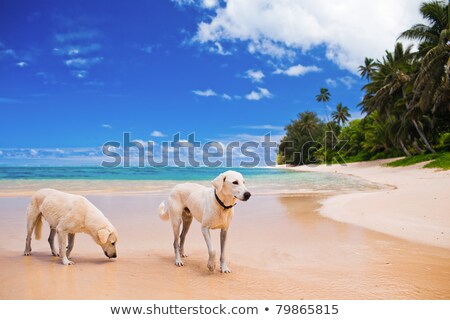 Stock fotó: White Large Dog On A Amazing Tropical Beach