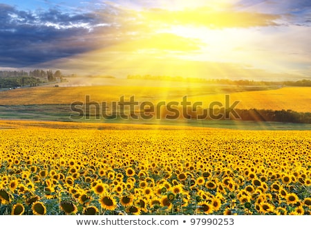 Foto stock: Sunflower Against A Sunny Sky