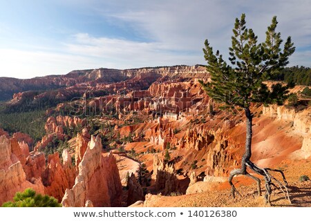 Stock photo: Lone Tree In Bryce Canyon