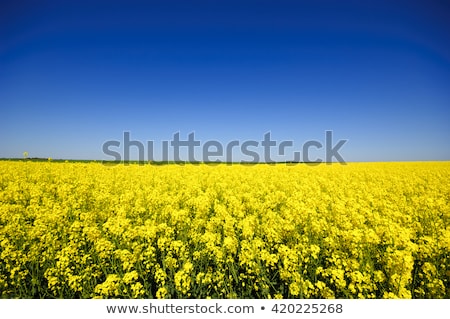 Сток-фото: Rape Field Canola Crops