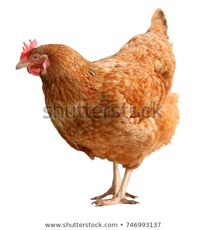 Foto stock: Chicken On A White Background