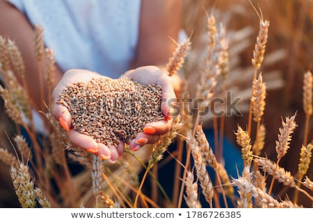 Stock fotó: Women In Wheat Field