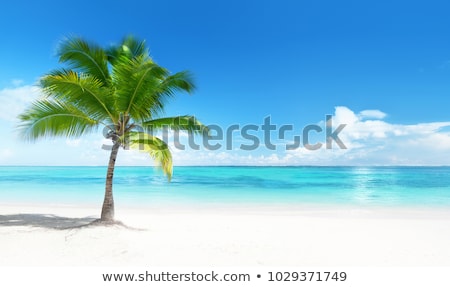 ストックフォト: Palm Tree On A Tropical Beach