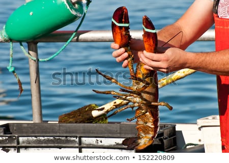 Stockfoto: Issers · Handen · Werken · Vis · Vangst · Op · Boot · Dek