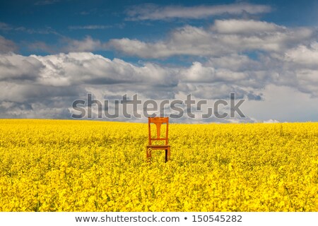 Zdjęcia stock: Lonely Chair On The Empty Rape Field