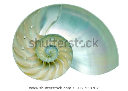 Сток-фото: Snail Shell