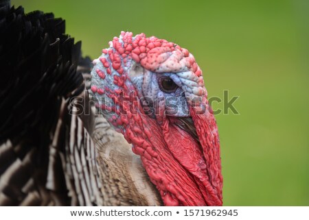 Stok fotoğraf: Wild Turkey Closeup