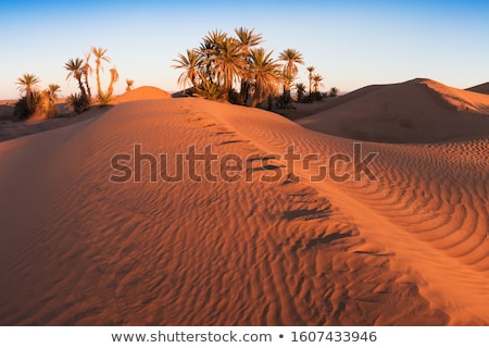 Foto stock: African Oasis