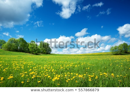 Stockfoto: Green Park With Flowers