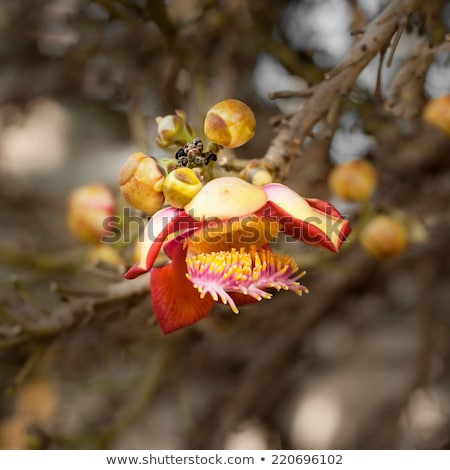 Stock photo: Beautiful Tropical Cannon Ball Tree Flower Growing In Rain Forest