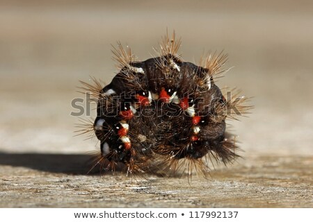 Stock photo: Owl Cartwheel