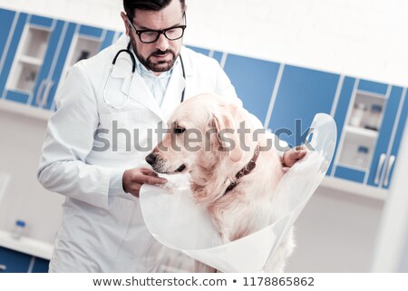 Stock fotó: Serious Vet About To Examine A Labrador