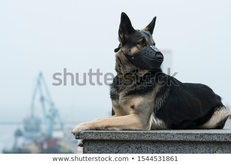 Foto stock: Adult German Shepherd