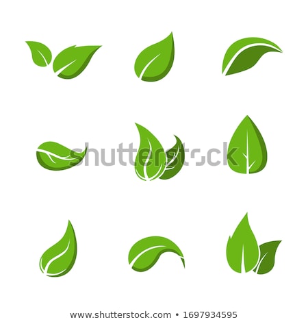 ストックフォト: Different Types Of Green Leaves