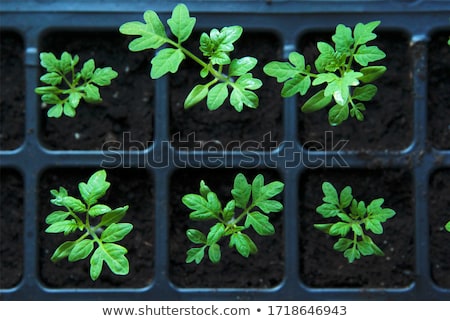 Zdjęcia stock: Growing Young Plants