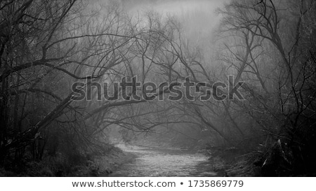 Сток-фото: Silhouettes Of Trees In The Fog