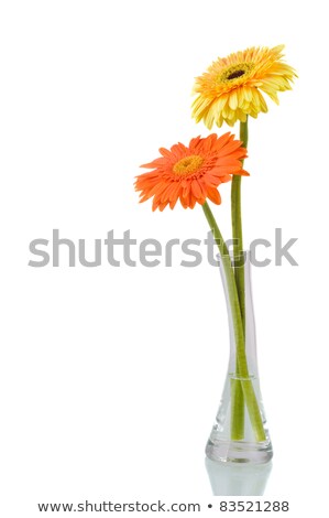 ストックフォト: Orange Gerber Flowers In Vase