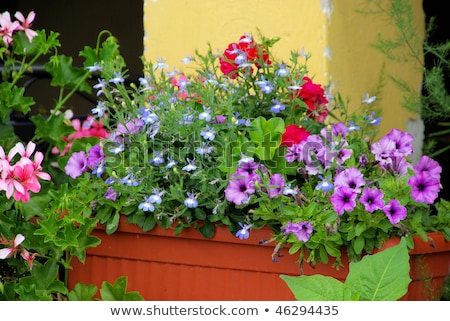 Pelargonium And Petunia Imagine de stoc © LianeM