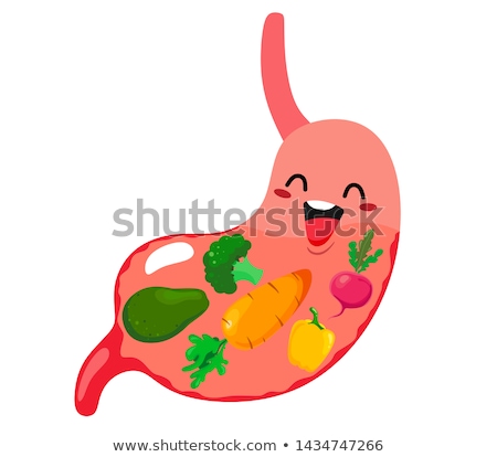 Stock foto: Stomach And Human Digestion