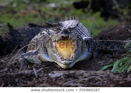Stock photo: Crocodile Is Cooling Down With Mouth Open