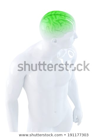 Imagine de stoc: Human Brain In X Ray 3d Illustration Contains Clipping Path