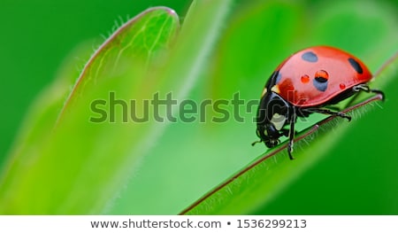 Foto d'archivio: Ladybug Sitting On A Green Grass