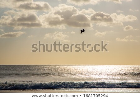 Stock photo: Great Pelican In Flight Over Dark Background