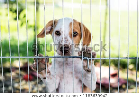 [[stock_photo]]: Dog In Shelter Cage