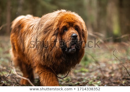 Stock foto: Beautiful Big Tibetan Mastiff Dog