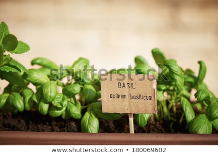 Foto stock: Young Woman Planting Basil Plant In Garden Soil