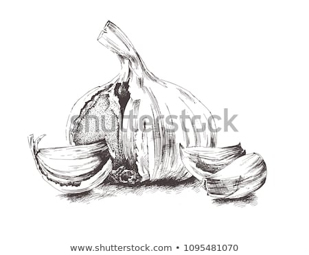 Foto stock: Garlic On White Background Vector Illustration