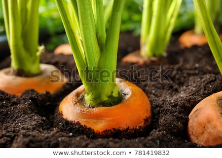 Stock photo: Carrots And Soil