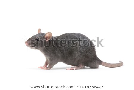 ストックフォト: Animal Gray Rat Close Up