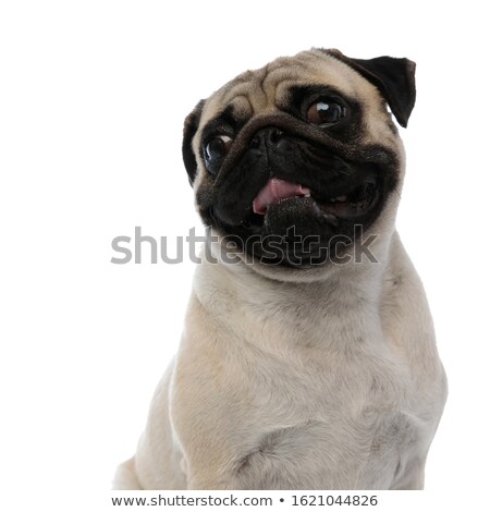 [[stock_photo]]: Close Up Of Seated Panting Boxer Looking Up To Side