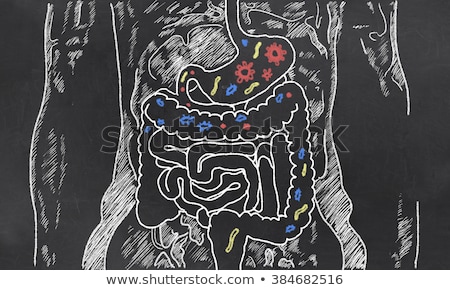 [[stock_photo]]: Gut Bacteria