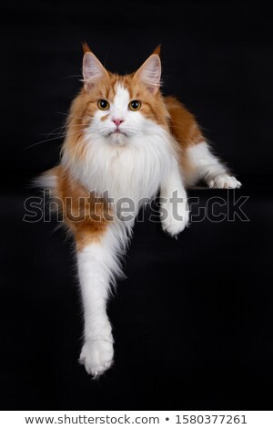 Stockfoto: Cute Blue Tabby Maine Coon Cat Kitten Isolated On Black Background