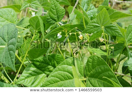Stock foto: Calypso Or Yin Yang Beans Growing Among Lush Green Leaves