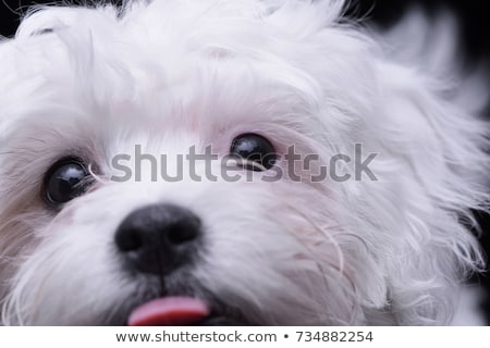 Foto stock: Studio Shot Of An Adorable Havanese Dog
