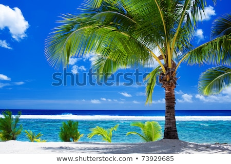 Stock fotó: Single Palm Tree Overlooking Blue Lagoon