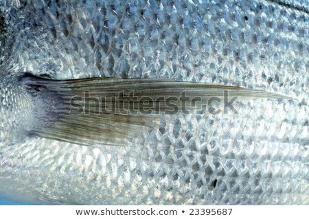 Stok fotoğraf: Enton · Mediterranean · Sparus · Fish · Gilthead · Snapper