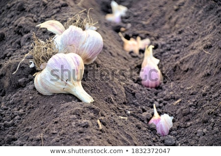 Stock photo: Fresh Ripe Onion And Garlic