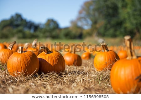 ストックフォト: Pumpkins On A Pumpkin Patch