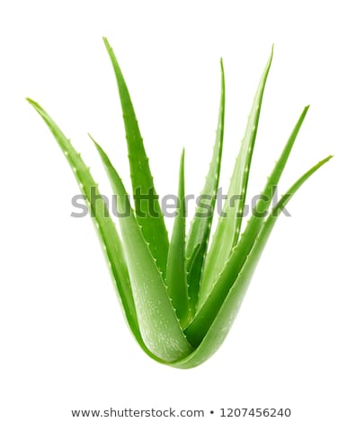 Foto stock: Aloe Vera Plant Isolated On White