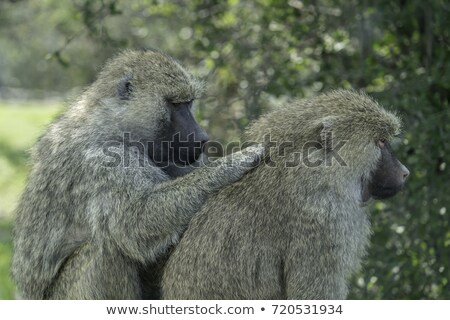 Сток-фото: Baboons Grooming