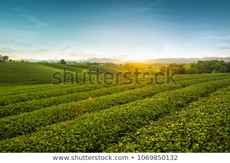 Foto d'archivio: Tea Plantation Landscape Chaing Rai Thailand